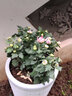 千芳阁盆栽菊花苗大菊花苗秋菊九月菊花盆栽庭院花卉四季菊花带花苞发货 紫罗兰 大苗 花期带花 实拍图