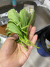 林中山【顺丰发货】新鲜紫苏叶苏子叶泡茶食用包饭韩国烤肉东北绿色蔬菜 500g 实拍图