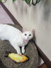 养只宠物（YOUNGER PET）猫咪狗狗脖圈跳蚤圈体外驱用品宠物狗猫咪项圈猫狗跳蚤虱子用品 猫用项圈【长27CM】（3个装） 猫用 实拍图