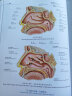 【专业可选】奈特人体解剖学彩色图谱 第八版8版 人体解剖色彩图谱全彩解剖图谱局部解剖骨骼结构书系统格式解剖神经解剖教材法医解刨实用内科学书籍人民卫生出版社 人体解剖色彩图谱 彩色图谱 实拍图