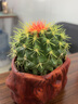 若绿金琥仙人球盆栽套装办公室内桌面绿植彩色多肉植物源头直发包邮 金琥 奋斗花盆 实拍图