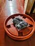 大海边 加厚塑料花盆托盘移动万向轮圆形托盘带滚轮大号接水盘滑轮底座 茶色6号（外径45cm内径42cm） 实拍图
