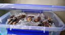铭果世嘉特级红枣夹核桃仁1kg 独立小包装大枣夹核桃 带葡萄干袋装500g【4瓣整仁】 实拍图