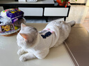 华元宠具（hoopet）猫咪衣服防掉毛幼猫小猫宠物德文猫猫冬季毛衣秋冬无毛猫保暖外套 三只猫2脚小外套（白） M：胸围35-40cm（建议约5-7斤） 实拍图
