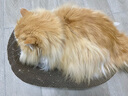 超大猫窝猫抓板一体耐磨不易掉屑猫咪窝磨爪耐抓保护沙发防猫抓圆形猫爪盆猫玩具 大号椭圆碗+剑麻球椭圆48*34 实拍图
