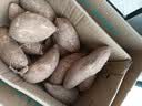 枝遥（ZHIYAO）正宗 板栗蜜薯10斤西瓜红红薯 黄心红薯现挖现发现挖新鲜蜜薯地瓜 红薯 带箱5斤小果 实拍图