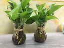 沃绣 水培绿萝 简约创意玻璃水培植物花盆透明风信子花瓶水养绿萝 风信子玻璃花瓶2个+绿萝+麻绳 中等 实拍图