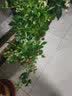 稔秋新品种L25蓝莓苗当年结果蓝莓树阳台盆栽地栽南北方种植原土发货  北蓝【北方适宜】 6年苗【结果多多】 实拍图