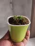 捕蝇草超大苗食人花盆栽苗食虫植物防蚊草多肉植物多肉绿植花卉 G16 捕蝇草 中苗4-6厘米 带盆栽好 实拍图