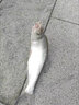 力丸 力丸日本进口鱼线 碳素钓鱼海钓子线 矶钓筏钓路亚前导线氟碳线高比重沉水耐磨 鲷100m 2.0号(100m) 实拍图