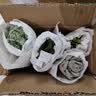 若绿真便宜多肉好养老桩绿植花卉小苗肉肉花植物小盆栽清棚 白牡丹 不含盆 实拍图