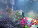 云峰海瑞鱼缸水草泥 水草缸造景水族箱鱼缸造景底砂陶粒砂水草用品 基础款水草泥2.5L两年不泥 实拍图