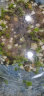 正楷水草种子鱼缸水草生态缸水草水培植物种子大对叶种子造景水草鱼缸 小对叶种子 实拍图