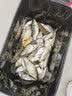 达亿瓦（DAIWA） 25一击综合黑坑竿 进口鱼竿大物手杆超硬台钓手竿野钓翘嘴鲈鱼 4.5m 一击 F 45.K 实拍图