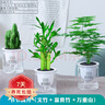 樱霞【顺丰上门】花卉植物室内桌面净化空气水培小绿植好养活驱蚊盆栽 九里香+胡椒木+栀子花 带盆 实拍图