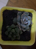 亿昂多肉植物/肉肉植物组合盆栽绿植花卉肉肉室内阳台 姬玉露+彩色盆+土 含盆 实拍图