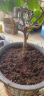 史丹利营养土25L大包装花土养花通用型家用土壤盆栽专用种植土 实拍图