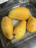 海南小台农芒果500g 实拍图