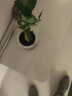 绿有意绿植盆栽多肉花卉盆栽植物室内桌面水培绿植办公室客厅植物懒人 发财树（招财聚福） 晒单实拍图