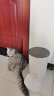 PAPIFEED自动喂食器猫咪小型智能投喂器定时定量喂猫器猫粮狗粮远程喂食机 晒单实拍图
