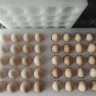 德青源鲜鸡蛋 无抗生素无激素  优质蛋白 营养早餐 生鲜鸡蛋 农场鲜供 舌尖攻略谷饲40枚1.72kg 晒单实拍图