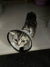 普安特伊丽莎白圈宠物猫咪头套防舔咬狗狗项圈伊利沙白脖圈 6号宠物围脖18-22cm 实拍图