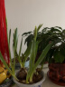 惜林园 正宗漳州水仙花 水培植物水养花卉 冬季室内盆栽球根 水仙种球种球6粒 实拍图