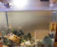 逸乐宠透明塑料金鱼缸仿玻璃亚克力斗鱼缸一体成型防摔桌面水族箱乌龟缸 特大号-无盖（超透裸缸） 实拍图