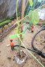 芥圃百香果苗四季黄金百香果大苗 官方旗舰 香蜜9号百香果四季结果树 紫香百香果苗 40-50cm 实拍图