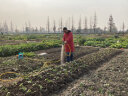 名磊 充电水泵充电式抽水泵农用便携式浇菜地吸水机家用12V抽水机 双核高压泵180DH20米管 实拍图