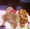 力狼狗粮 中大型犬狗主粮 阿拉斯加金毛拉布拉多边牧通用型 成犬15kg30斤 实拍图