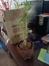 佛肚竹盆栽罗汉竹葫芦竹阳台室内绿植观赏竹竹子植物办公室 佛肚竹+鸟语花香紫砂盆 带盆栽好 实拍图