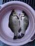 海迪红虫伴侣活饵粘粉红虫拉饵野钓鱼虾拉伴侣虾滑饵春钓黑坑鲤鲫鱼饵 红虫伴侣【200ml/瓶】 实拍图