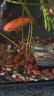 疯狂水草（FKSC）火山石底砂颗粒养鱼缸底砂火山石头滤材养龟适合小米鱼缸造景套餐 实拍图