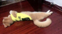 阿莫尔小狗狗衣服春夏薄款网红背包搞笑泰迪猫咪宠物小型犬幼犬夏季服饰 宠团外卖【带背包】 L 建议8-10斤 背长30cm 实拍图