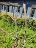 滨淇石榴树苗果树苗托尼斯软籽石榴苗地栽盆栽南北方种植1.5厘米粗1棵 晒单实拍图