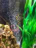 异景园鱼缸水族箱装饰仿真水草水族造景套餐假水草装饰塑料高款大水草绿 CL14新-大海带【绿色】 实拍图