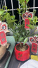 开时果 四季金桔树盆栽（带果可食用）客厅阳台年宵花卉绿植室内小植物 吉祥如意盆+苔藓+卡片 晒单实拍图
