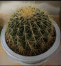 金虎狂刺仙人球盆栽植物绿植金虎超盆栽大盆栽办公室仙人掌 直径15厘米左右 含盆塑料 实拍图