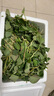 辰实【现挖发顺丰】鱼腥草新鲜 折耳根叶子 侧耳根节节根蔬菜现挖发 4斤四川鱼腥草嫩叶【顺丰快递】 实拍图