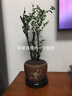 想开小叶紫檀盆景树桩植物老桩盆栽客厅桌面室内绿植好养树苗四季常青 老桩多杆小叶紫檀+紫砂1357+底座 带盆栽好 实拍图