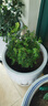 绿有意正宗清香胡椒木盆栽花卉室内外驱蚊草植物树苗老桩盆景九里香绿植 6年大苗清香【淡墨陶瓷盆+陶粒】 含盆 实拍图