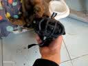 唐宠 狗嘴套 防咬防叫 大型犬 狗狗嘴套 防乱吃狗套防狗叫 中大型犬止吠器 金毛狗嘴罩 反光款黑色 XS-建议7-20斤 实拍图