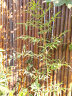 七月森林防腐竹篱笆栅栏围栏户外竹子墙隔断庭院竹编护栏室外日式竹排园艺 1米高*2米长（碳化） 晒单实拍图