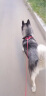 TRUELOVE狗狗牵引中大型犬金毛背心式胸背带K9马鞍式不含遛狗绳子拉布拉多 酒红色（不含牵引绳） M-胸围58-76cm建议体重14-25kg 实拍图