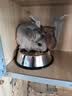 暮秋小主龙猫活物 龙猫活体幼崽宠物毛丝鼠亲人可爱家养网红活宠疫苗齐全 银斑弟弟【热度高】 实拍图