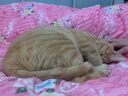 伟嘉猫粮成猫大包装英短猫咪蓝猫海洋鱼味全价实惠营养通用猫干粮 吞拿鱼三文鱼口味1.3kg 实拍图