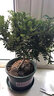 【驱蚊草】清香木盆栽室内花卉植物净化空气除甲醛绿植胡椒木 5年苗【当年开花爆满】加仑盆 红花清香木【驱蚊虫】【净化空气 实拍图