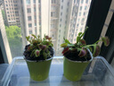 莺歌燕舞【新奇植物】捕蝇草植物花卉绿植驱蚊阳台盆栽食虫趣味猪笼草室内 美人齿大苗整株约5.5CM 原盆载好发货 实拍图