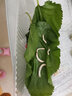 蚕菇凉 新鲜桑叶【当天发货】现摘嫩桑叶大小蚕宝宝食物纯叶片农家自种 新鲜桑叶500克+结茧网 实拍图